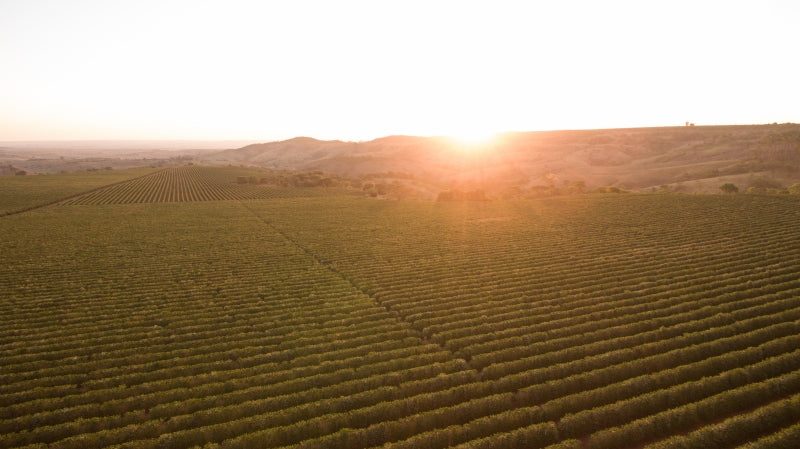 Coffee farm in Brazil that provides Lost Sheep with their Single Origin beans