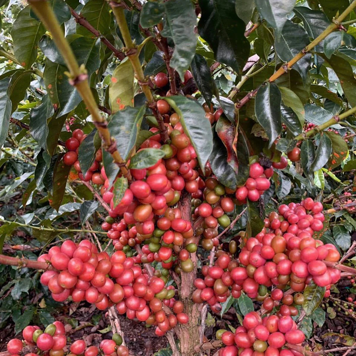 Tanzania Isani AA | Blackberry, Apple, Black Tea