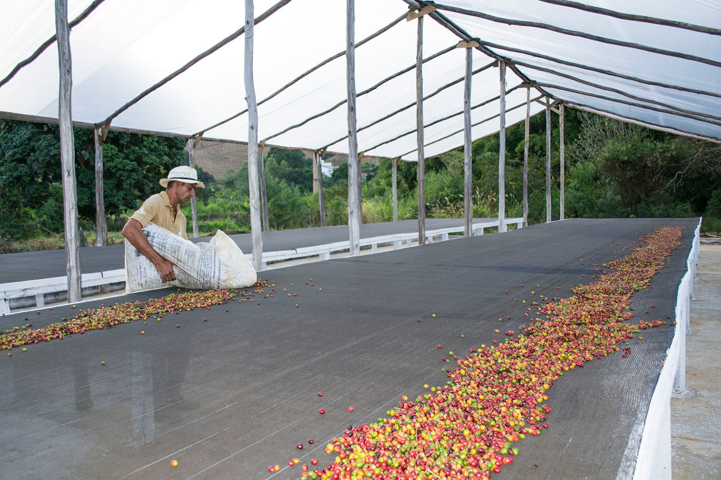 Brazilian raised coffee beds