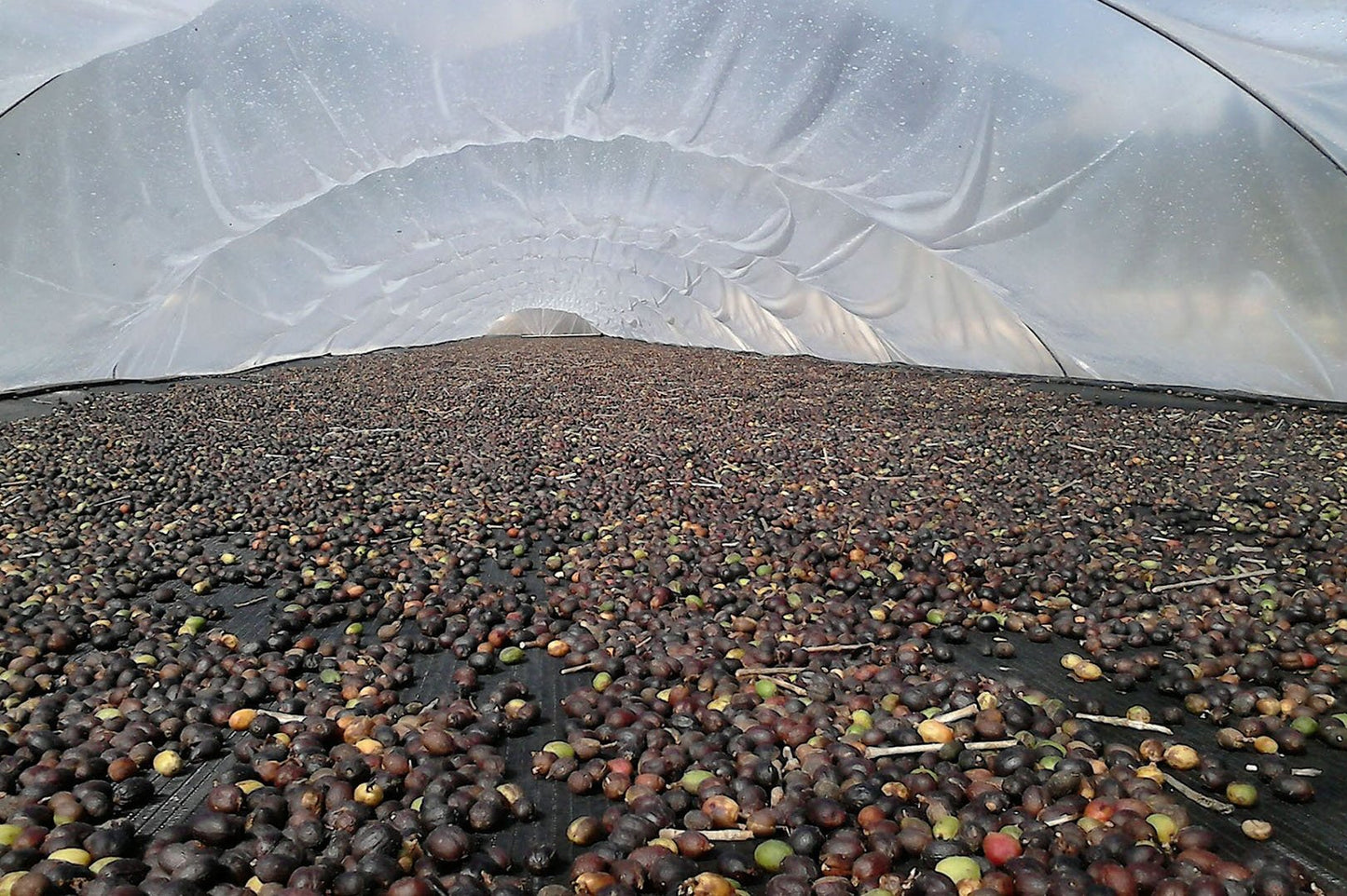 Coffee beans