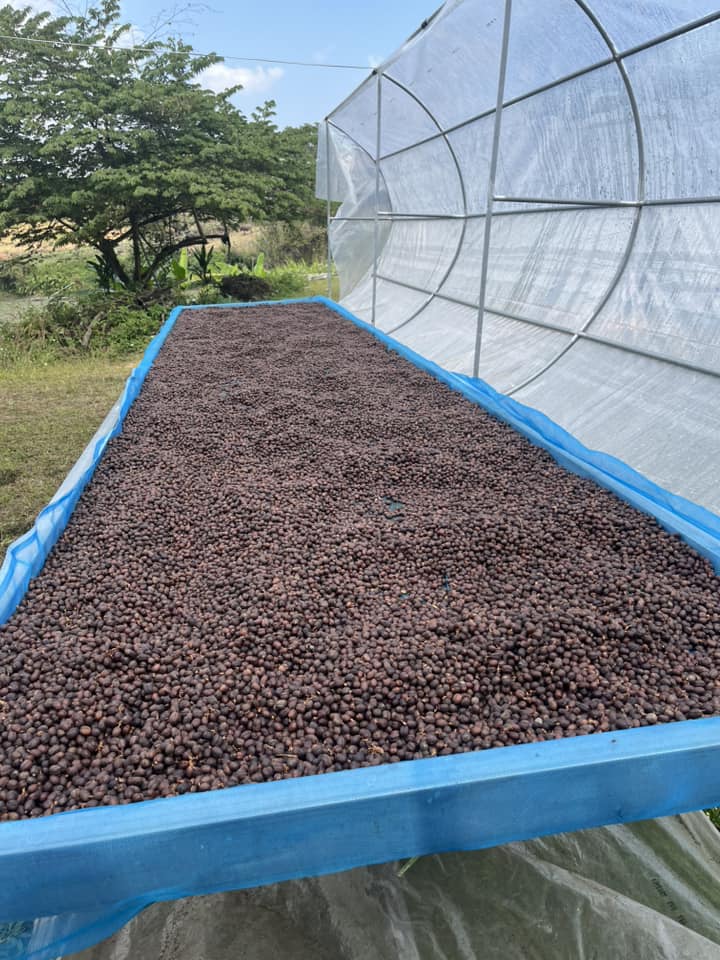 Thailand Bokaew Estate | Cherries Raisin & Syrup