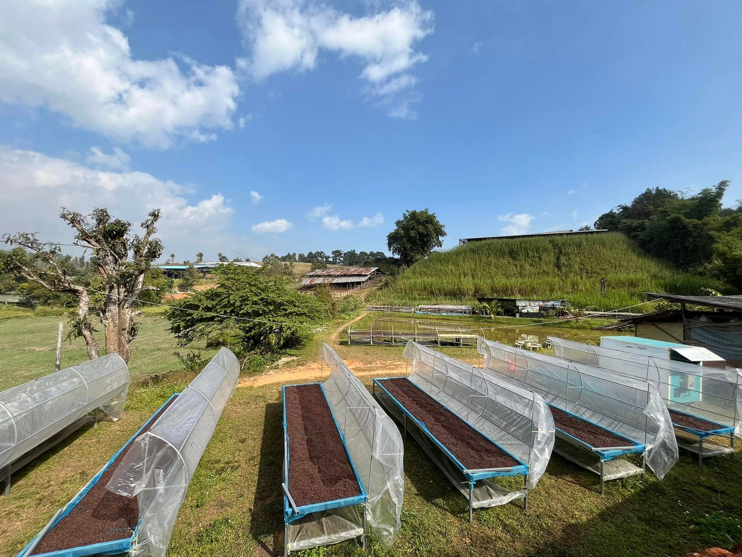 Thailand Bokaew Estate | Cherries Raisin & Syrup