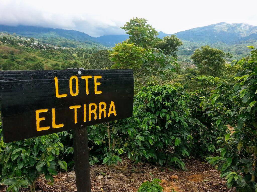 Costa Rica Tarrazu | Pineapple, Pink Lemonade, Peach