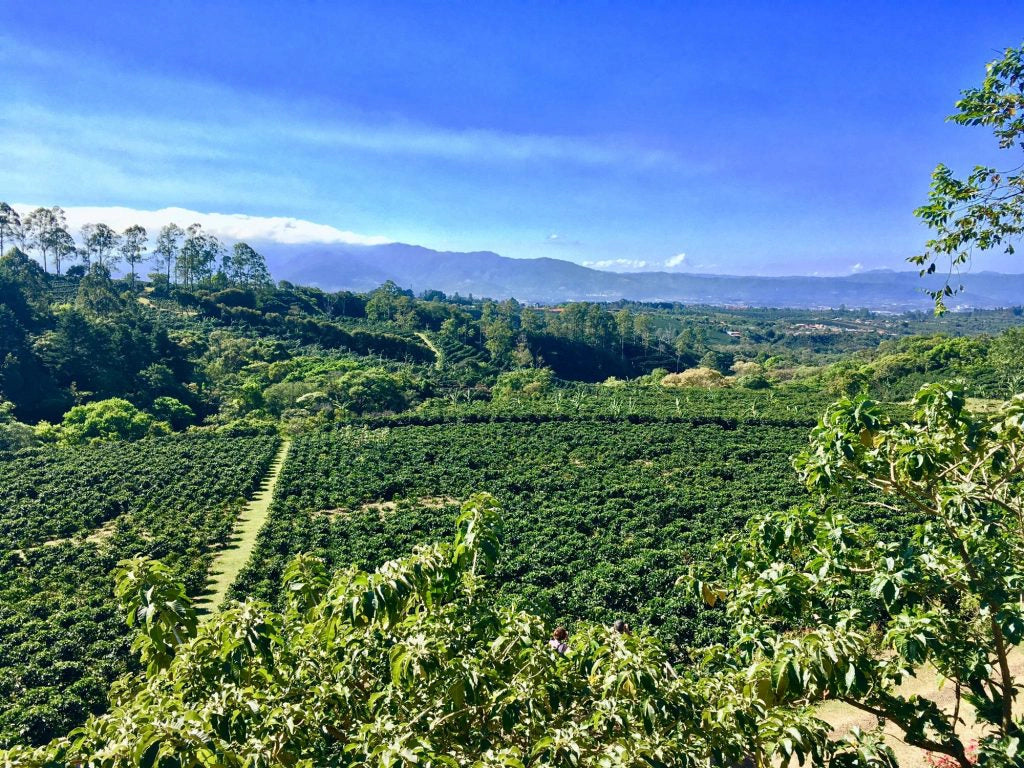 Costa Rica Tarrazu | Pineapple, Pink Lemonade, Peach