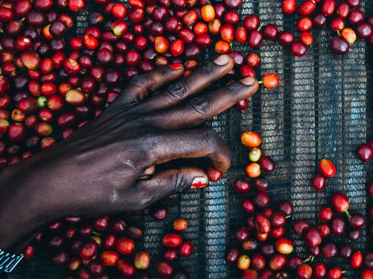 Ethiopia Gelanabaya coffee beans being selected by hand