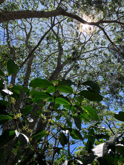 View of sky through trees