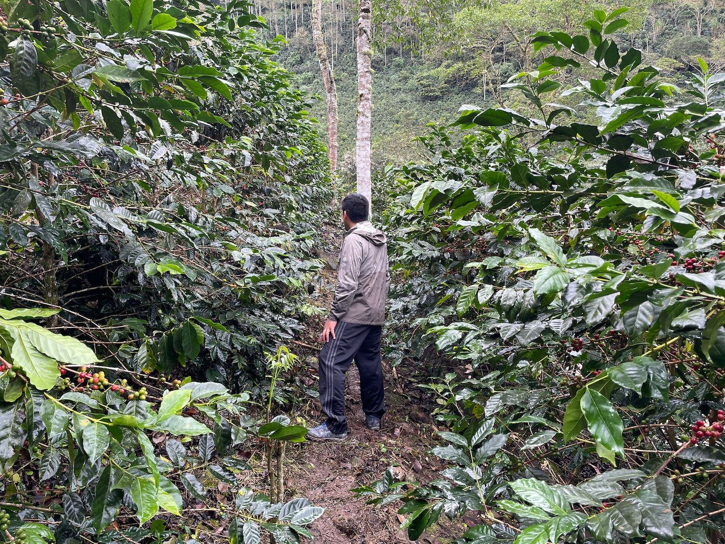 A view of the farm in Peru used to grow the beans for the Peru, Richard Rubio by Lost Sheep Coffee