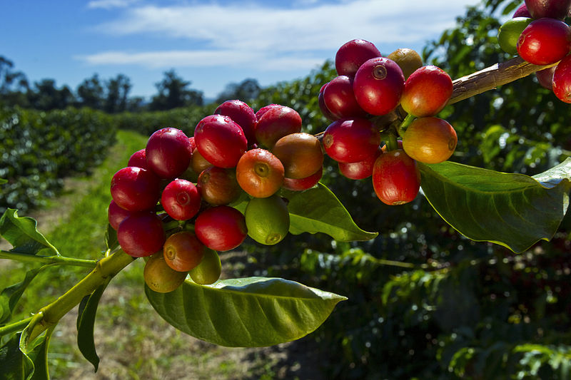 Kenya Karii AB | Cola, Currants, Papaya