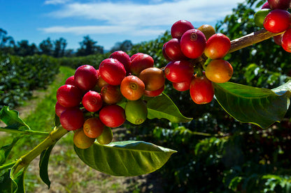 Kenya Karii AB | Cola, Currants, Papaya