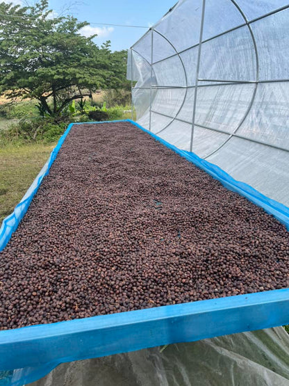 Thailand Bokaew Estate | Cherries Raisin & Syrup
