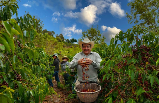 Person collecting from shrub for Guatemala Las Brisas coffee beans