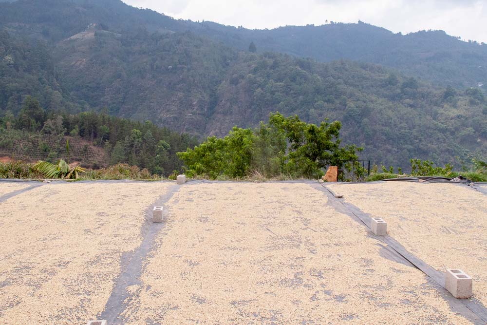 Lost Sheep Coffee beans drying in the sun at La Sierra farm in Guatemala