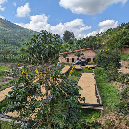 Rwanda Kinini | Blueberry & Mango