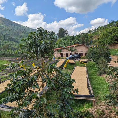 BOGOF Rwanda Kinini | Blueberry & Mango