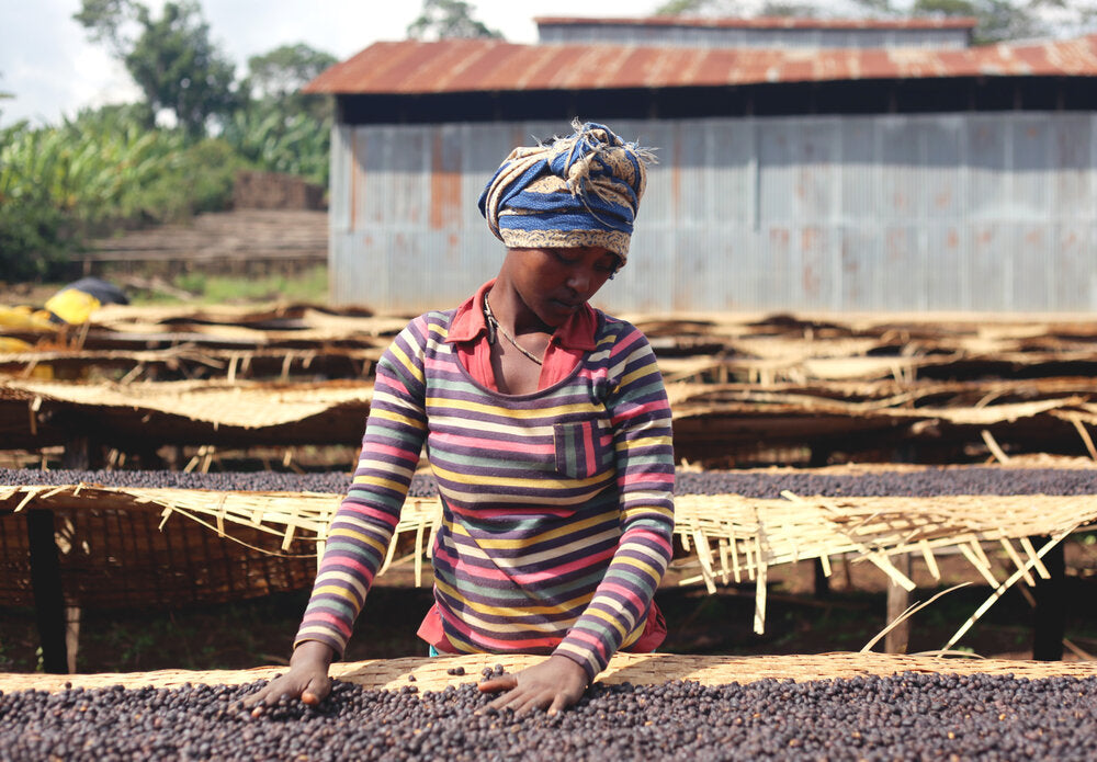 Woman looking at roasted coffee beans