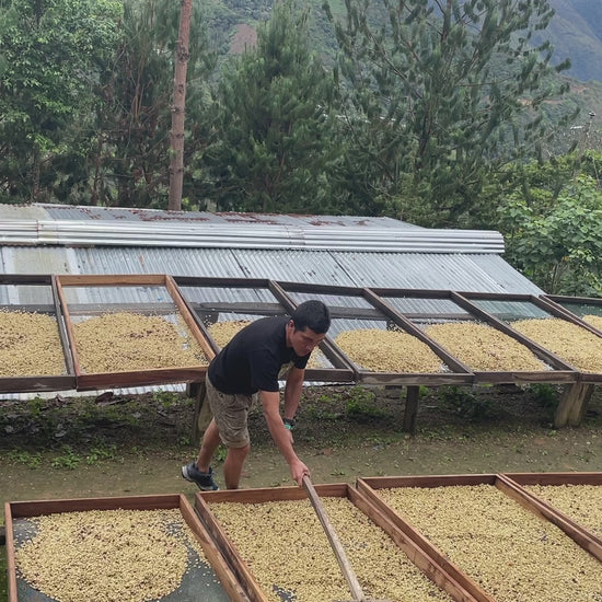Video showing coffee beans being dried outside