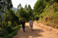 Burundi Masenga Hill | Clean, Jammy, Rhubarb