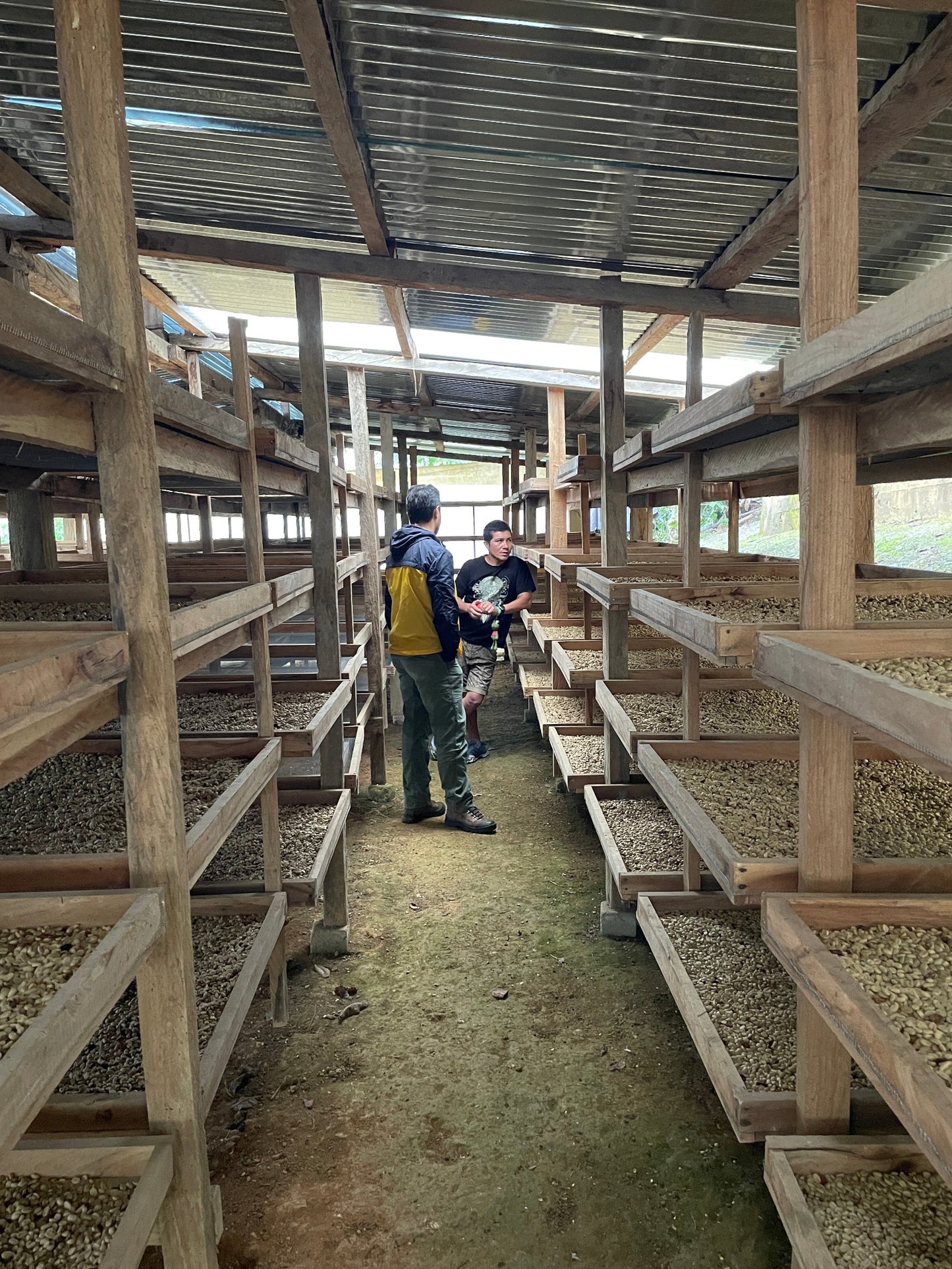 The farm in Peru used to grow the beans for the Peru, Richard Rubio by Lost Sheep Coffee