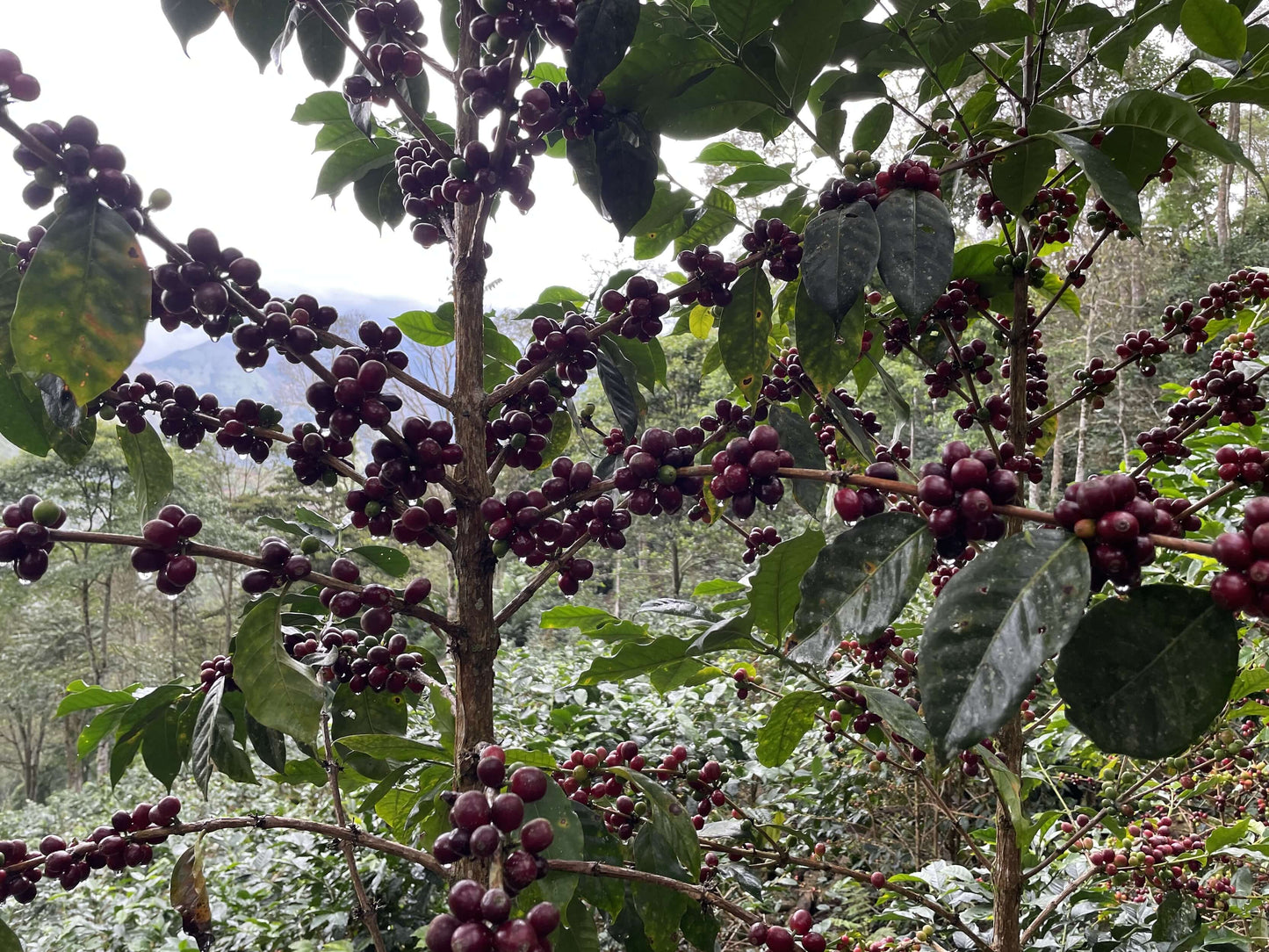 The coffee beans growing on the farm in Peru the "Peru, Richard Rubio" by Lost Sheep Coffee