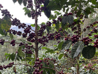 Peru - Richard Rubio | Marmalade, Dried Apricot, Malt