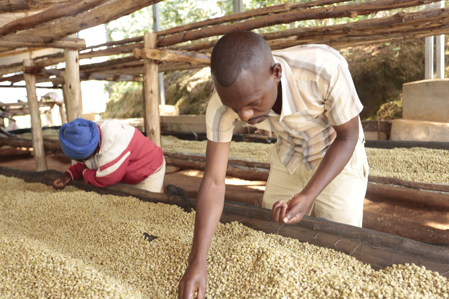 People checking coffee beans