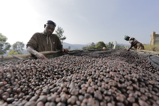 Lost Sheep Coffee: Burundi Masenga Hill coffee beans being selected by hand